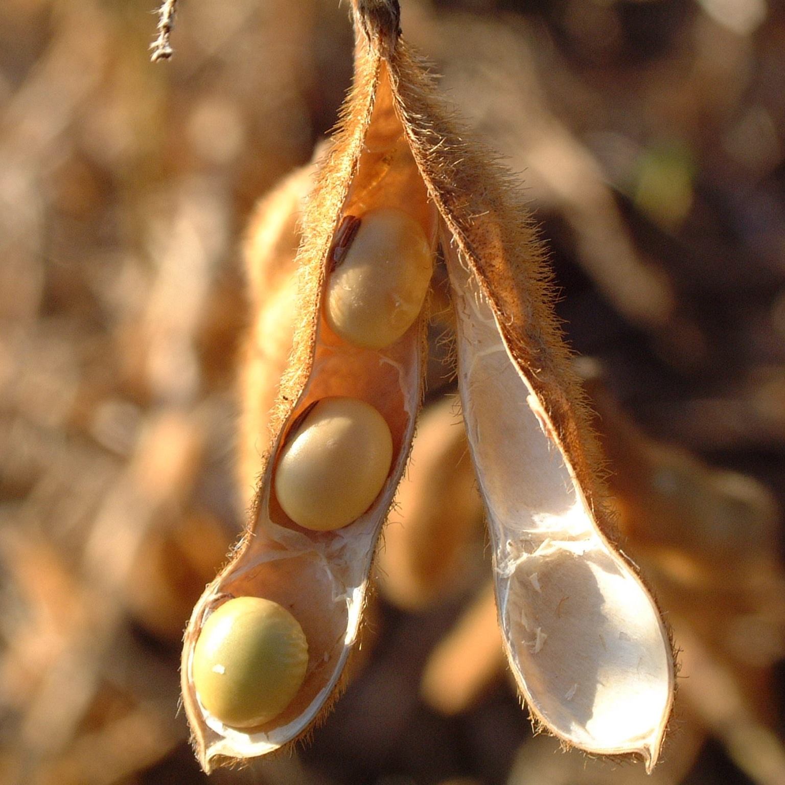 Exportações do agronegócio atingem US$ 120 bi em 2021, puxadas pela soja